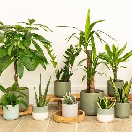 Indoor house plants and greenery